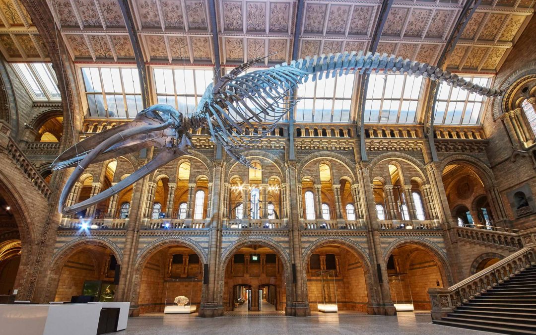 Hintze Hall, Natural History Museum